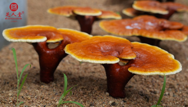 靈芝孢子粉功效,靈芝孢子粉的功效與作用,靈芝孢子油功效,靈芝孢子油的功效與作用
